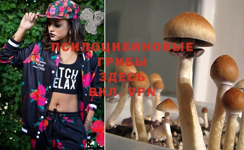 Псилоцибиновые грибы Psilocybe  наркота  Алапаевск 